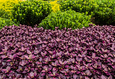 Gardens